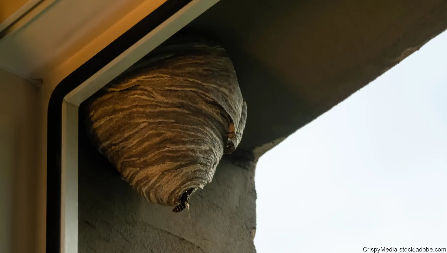 wespennest-am-fenster Ein Wespennest an der äußeren Fensterecke